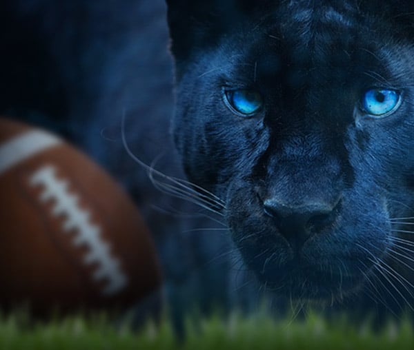 carolina panthers cat