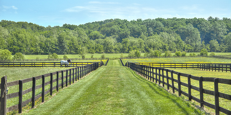 Begin Searching for WNC Equestrian Properties Today!