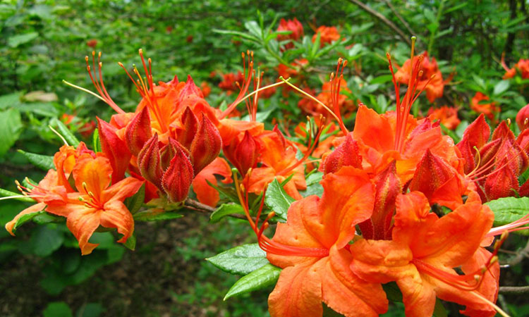 North Carolina Wildflower Week - North Carolina Botanical Garden