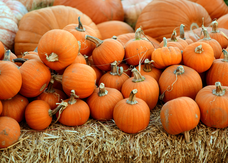 pumpkin patch in kernersville nc