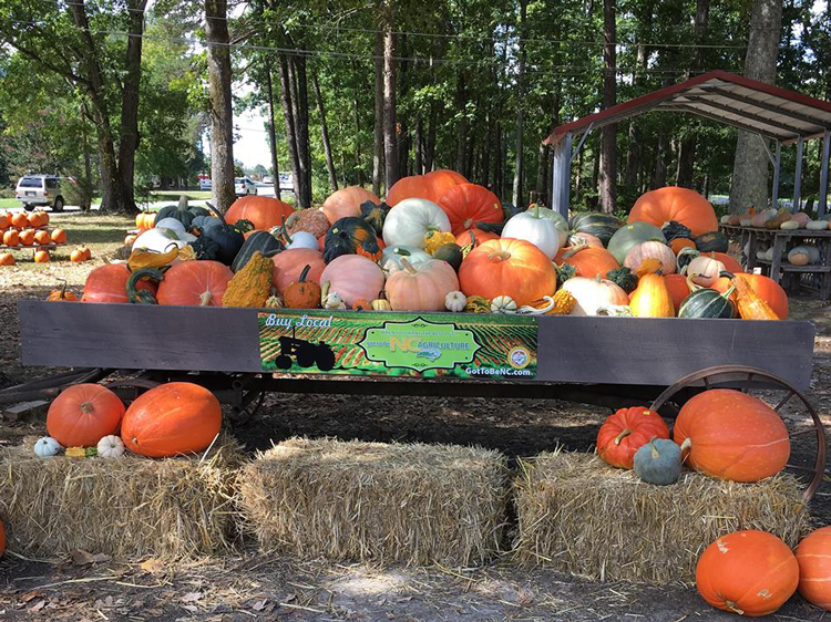 pumpkin patch in kernersville nc