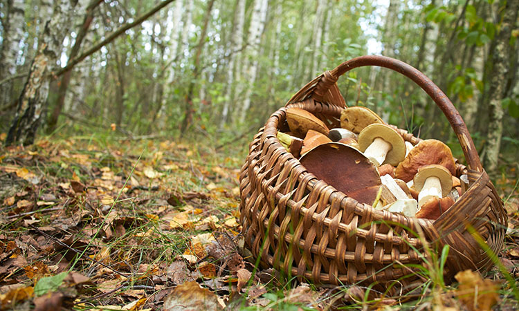Everything You Need to Know about Mushroom Foraging in Asheville