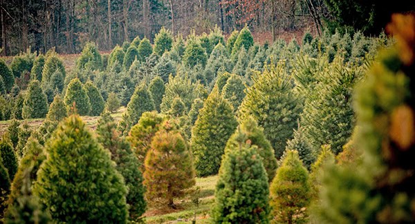 Choose and cut your own Christmas tree in NC