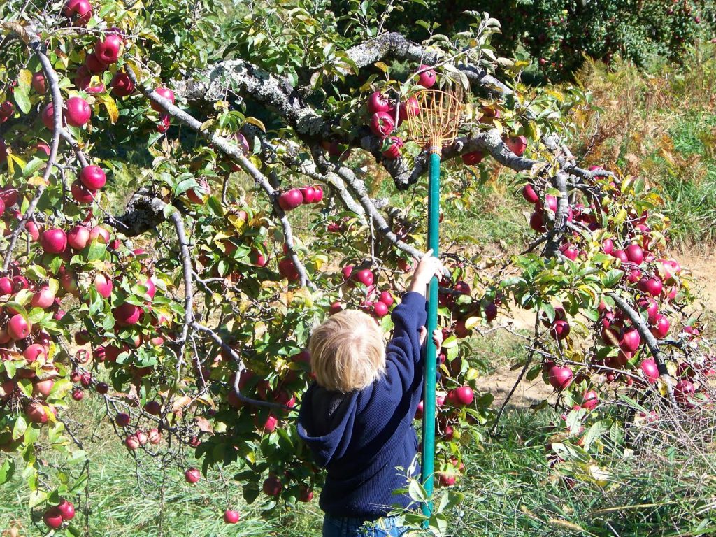 apple picking near charlotte