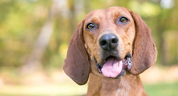 Discover dog-friendly places in Saluda, NC!