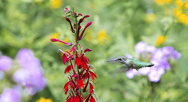 a hummingbird skits around flower farms in Hendersonville