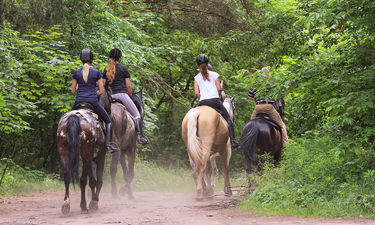 Here are three ways to get back on the saddle and enjoy an equestrian lifestyle in Brevard, NC.