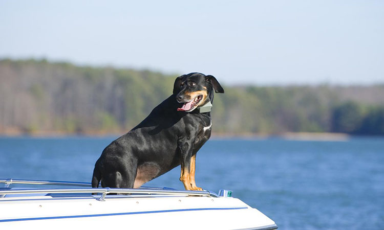 Here is your complete list of dog-friendly places in Lake Lure, NC.