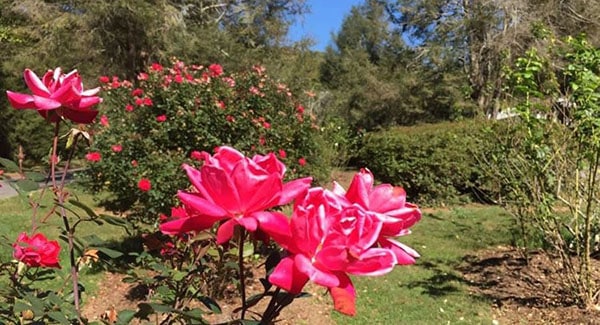 These roses live at one of the charming public parks in Asheville, NC