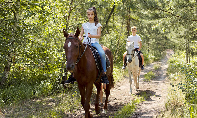 Llearn more about the Foothills Equestrian Nature Center and how you can help them meet their mission.