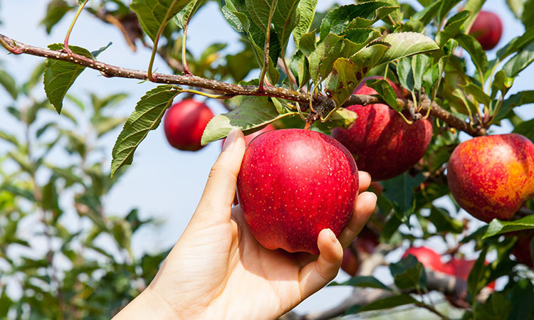 Here are three quick tips to help you win at apple picking season in Hendersonville, NC.