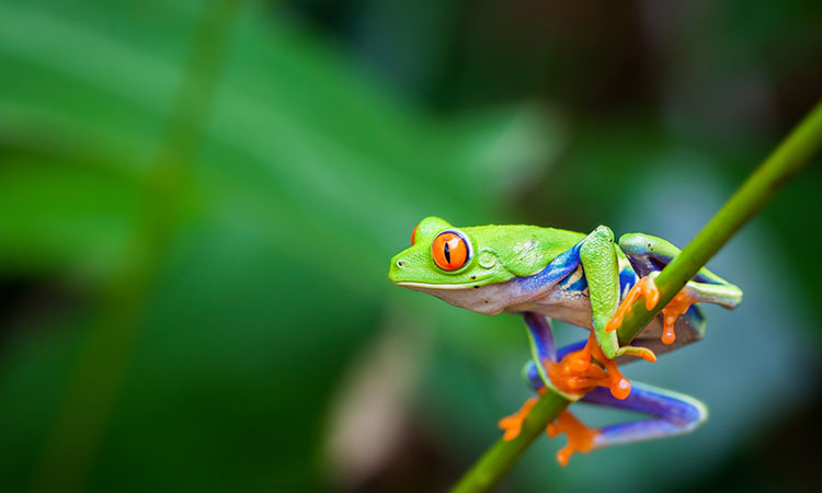 Here's everything you need to know about FROGs and a few other popular real estate terms.