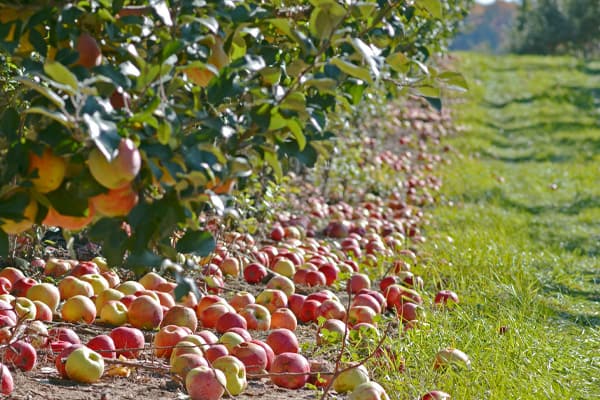 The Best Apple Orchards In South Carolina Allen Tate Blog