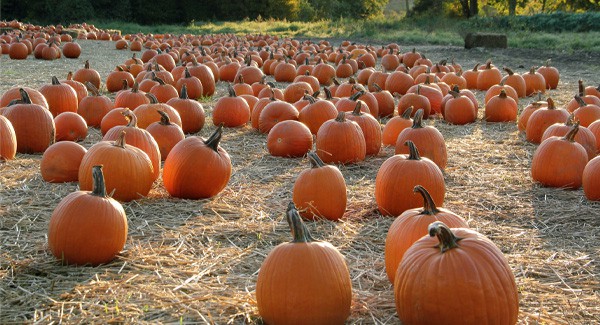 Galloway Farm, Home of Maze Craze