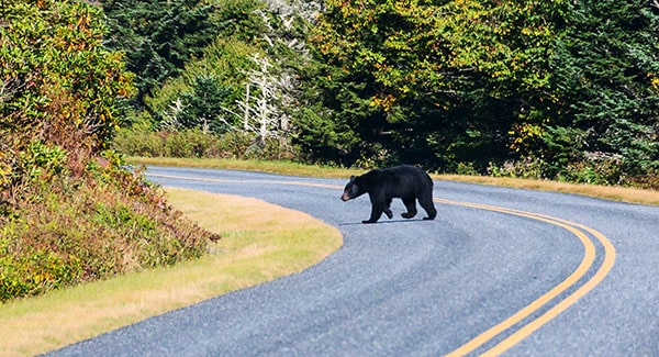 Protect yourself and wildlife with these trail safety tips