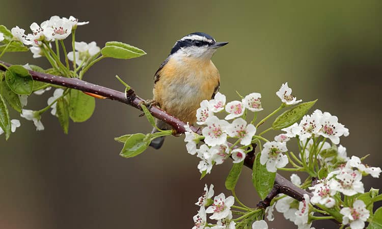 Environmental nonprofits near Highlands-Cashiers in WNC