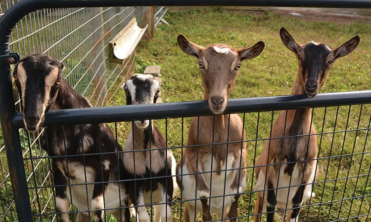 Tour farms in Fairview, NC