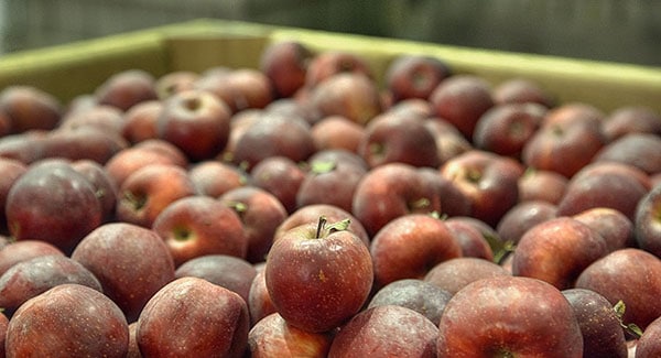 Seasonal businesses in Waynesville, NC