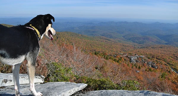 Dog-friendly trails near Hendersonville, NC