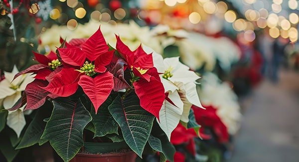 Best holiday activities in the SC Upstate