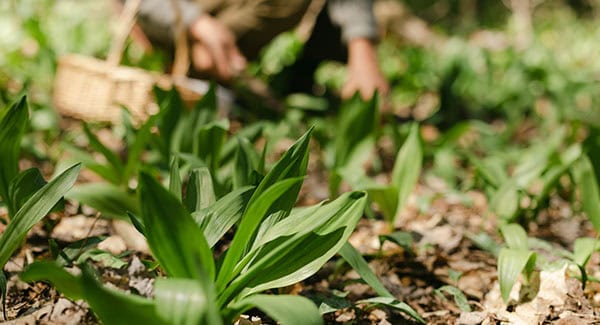 Sometimes called ransoms or wild leeks, ramps are a type of wild onion.
