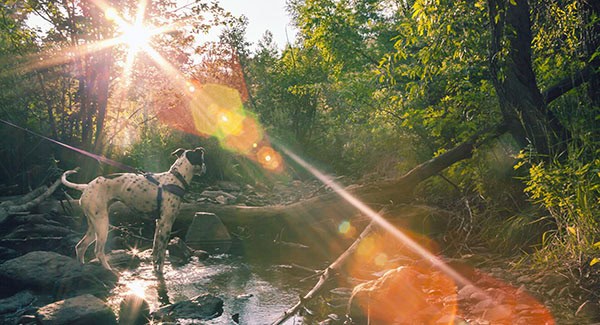 Dog-friendly hiking trails near Mills River, NC